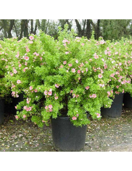 Pięciornik krzewiasty Potentilla fruticosa Lovely Pink PBR
