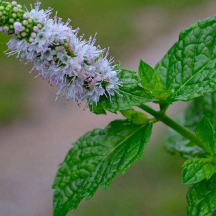 Mentha piperita Mięta pieprzowa