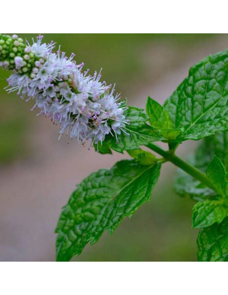 Mentha piperita Mięta pieprzowa