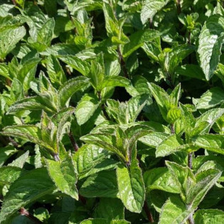 Mentha piperita Mięta pieprzowa 2