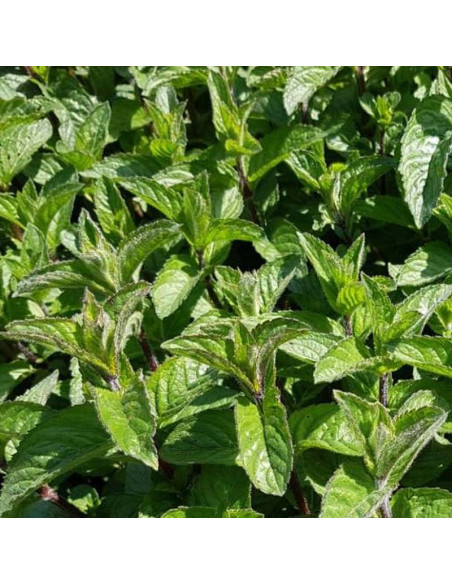 Mięta pieprzowa Mentha piperita