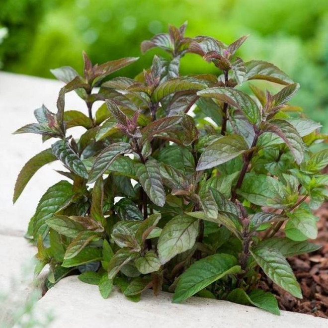 Mentha piperita Mięta Czekoladowa