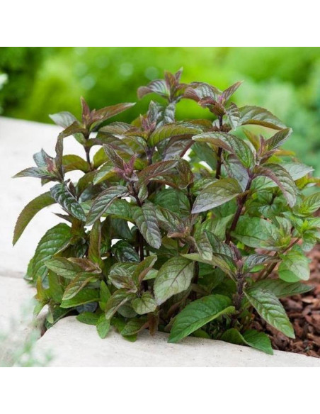 Mentha piperita Mięta Czekoladowa