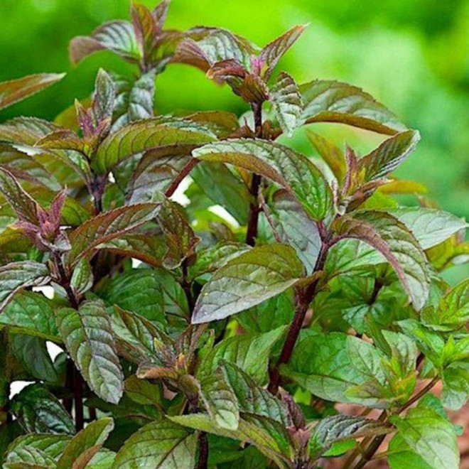 Mięta Czekoladowa Mentha piperita