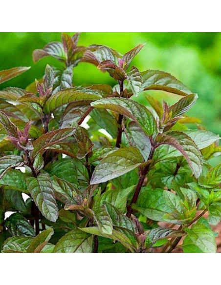 Mięta Czekoladowa Mentha piperita