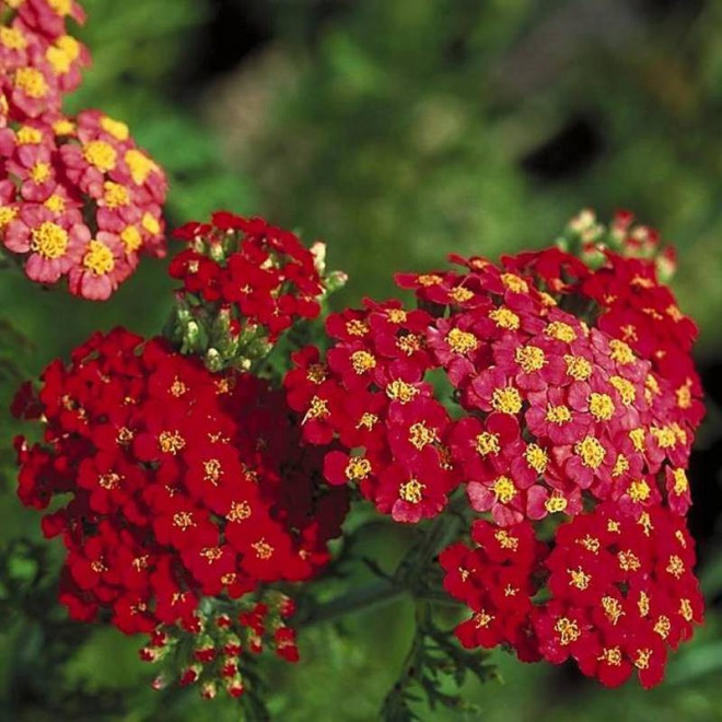 Krwawnik pospolity Paprika Achillea Millefolium