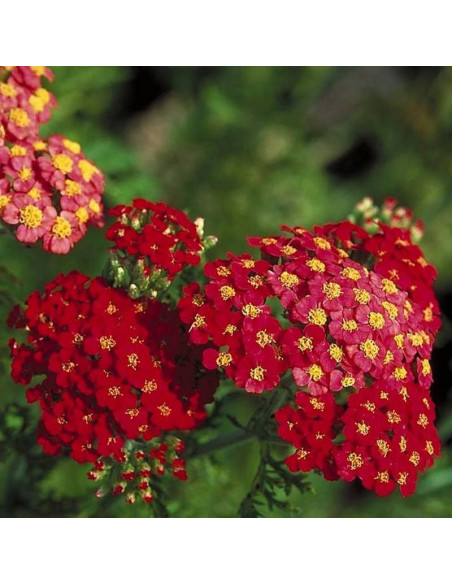 Krwawnik pospolity Paprika Achillea Millefolium