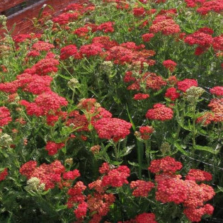 Krwawnik pospolity Paprika Achillea Millefolium 2