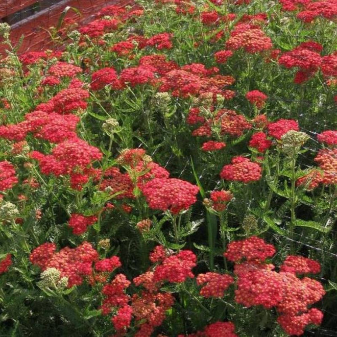 Paprika Achillea Millefolium Krwawnik pospolity