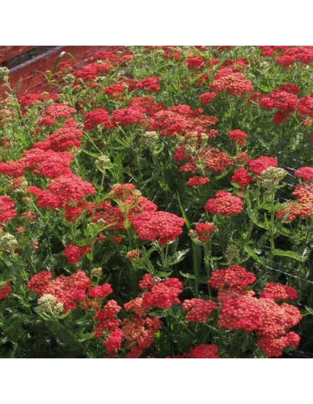 Paprika Achillea Millefolium Krwawnik pospolity