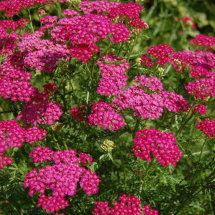 Krwawnik pospolity Cerise Queen Achillea Millefolium