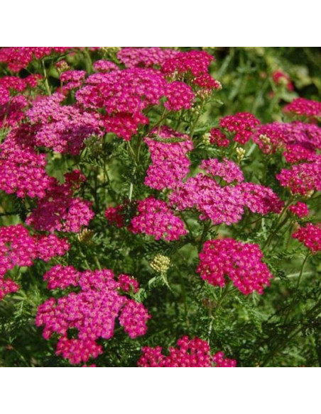 Krwawnik pospolity Cerise Queen Achillea Millefolium