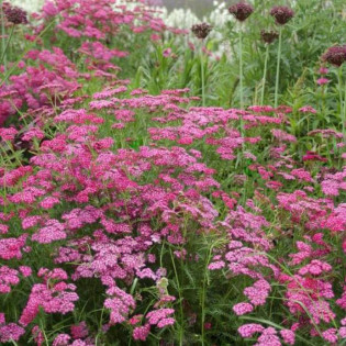 Krwawnik pospolity Cerise Queen Achillea Millefolium 2