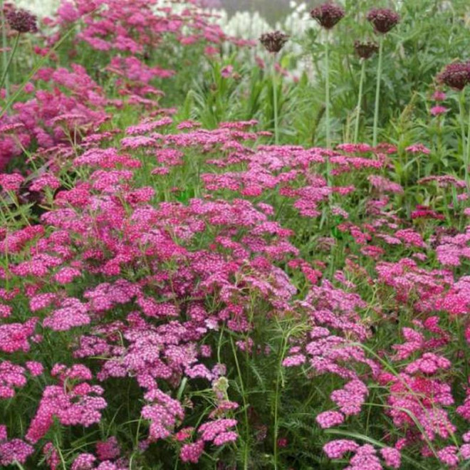 Cerise Queen Achillea Millefolium Krwawnik pospolity