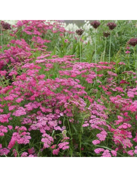 Cerise Queen Achillea Millefolium Krwawnik pospolity
