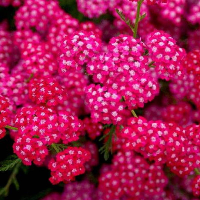 Achillea Millefolium Krwawnik pospolity Cerise Queen