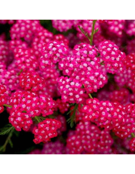 Achillea Millefolium Krwawnik pospolity Cerise Queen