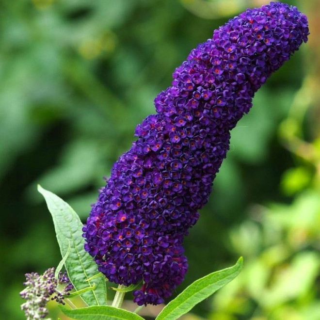 Budleja Rocketstar Indigo PBR Buddleja