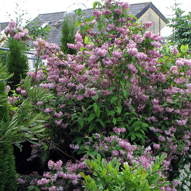 Żylistek mieszańcowy Magicien Deutzia hybrida