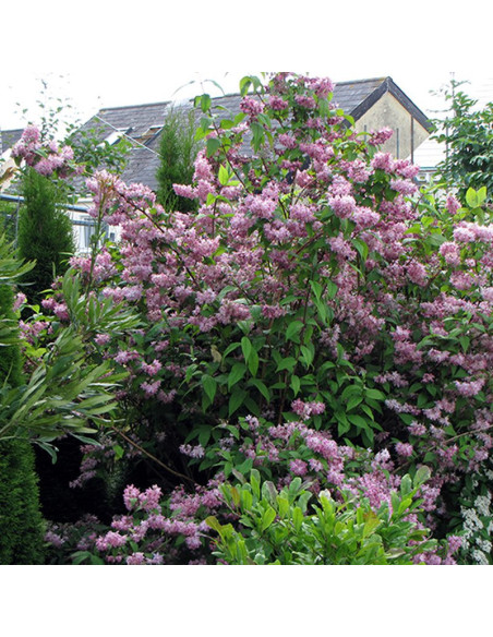 Żylistek mieszańcowy Magicien Deutzia hybrida