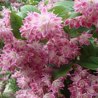 Magicien Żylistek mieszańcowy Deutzia hybrida