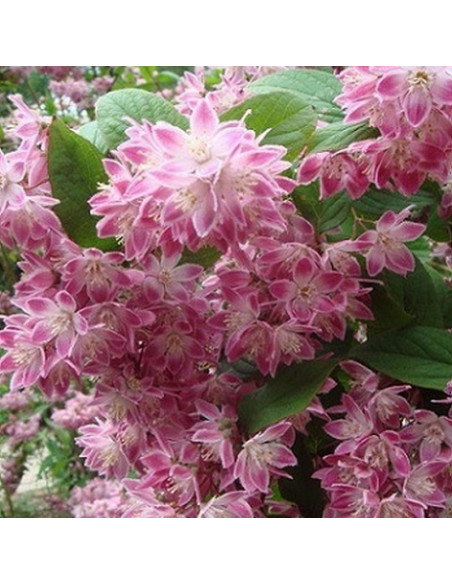 Magicien Żylistek mieszańcowy Deutzia hybrida