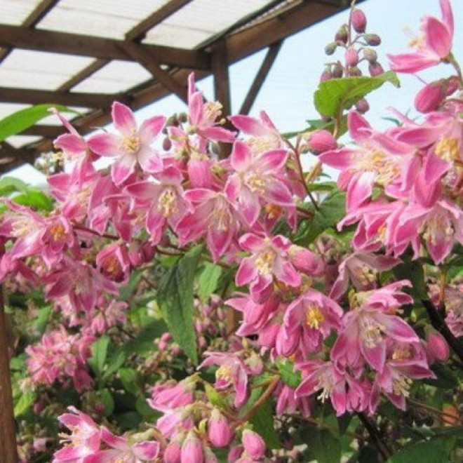 Deutzia hybrida Magicien Żylistek mieszańcowy