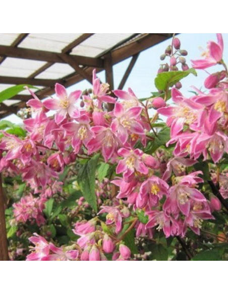 Deutzia hybrida Magicien Żylistek mieszańcowy