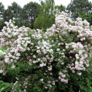 Mont Rose Deutzia hybrida Żylistek mieszańcowy