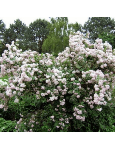 Mont Rose Deutzia hybrida Żylistek mieszańcowy