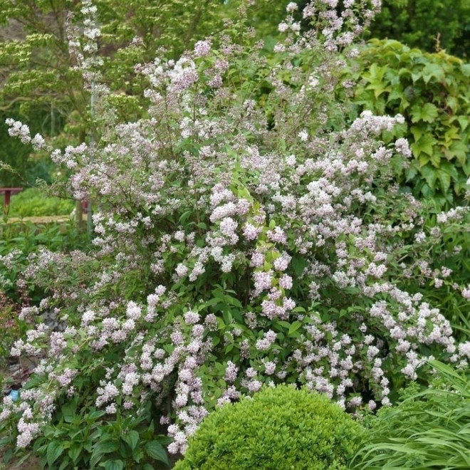 Deutzia hybrida Żylistek mieszańcowy Mont Rose