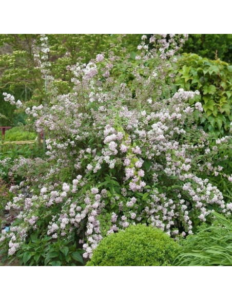 Deutzia hybrida Żylistek mieszańcowy Mont Rose