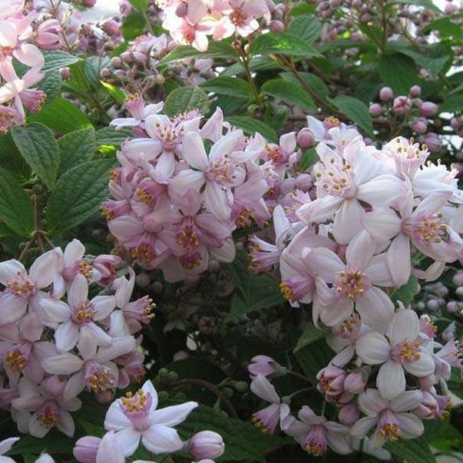 Mont Rose Żylistek mieszańcowy Deutzia hybrida