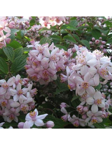 Mont Rose Żylistek mieszańcowy Deutzia hybrida