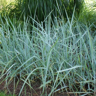 Leymus arenarius Wydmuchrzyca piaskowa