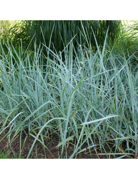 Leymus arenarius Wydmuchrzyca piaskowa