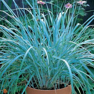 Leymus arenarius Wydmuchrzyca piaskowa 2