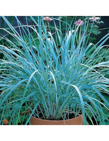 Wydmuchrzyca piaskowa Leymus arenarius