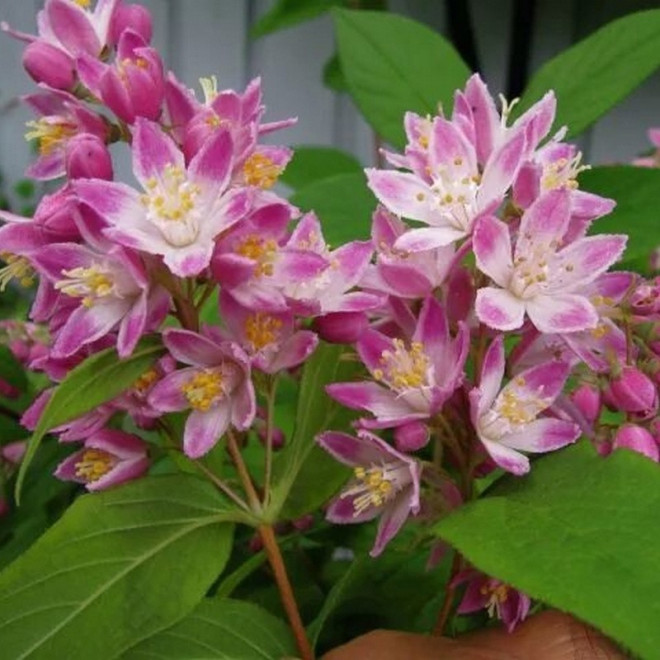 Żylistek mieszańcowy Strawberry Fields Deutzia hybrida Żylistek mieszańcowy Strawberry Fields Deutzia hybrida