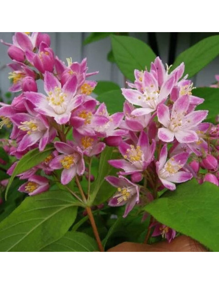 Żylistek mieszańcowy Strawberry Fields Deutzia hybrida