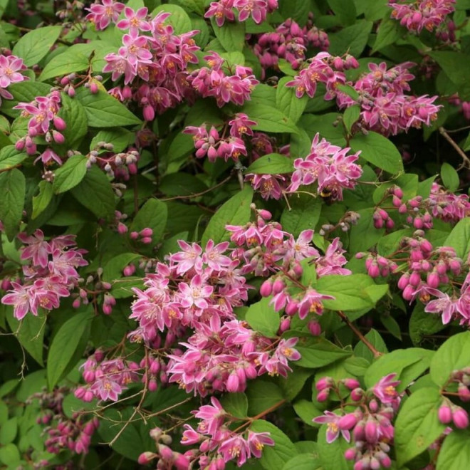 Strawberry Fields Deutzia hybrida Żylistek mieszańcowy