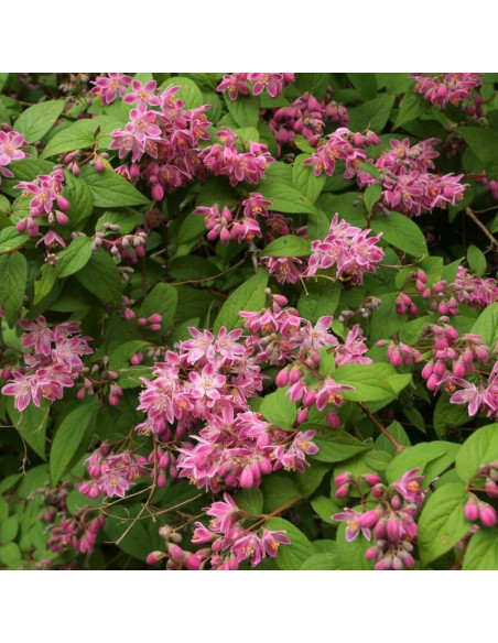 Strawberry Fields Deutzia hybrida Żylistek mieszańcowy