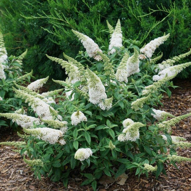 Budleja Rocketstar Snow PBR Buddleja