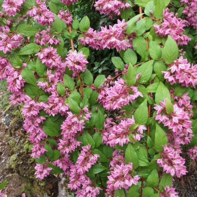 Strawberry Fields Deutzia hybrida Żylistek mieszańcowy Strawberry Fields Deutzia hybrida Żylistek mieszańcowy