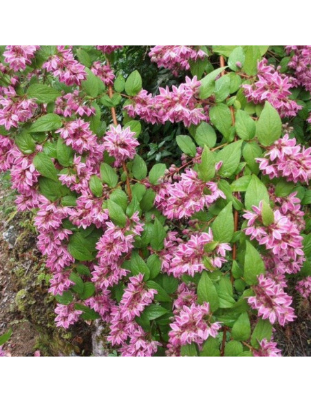 Strawberry Fields Deutzia hybrida Żylistek mieszańcowy