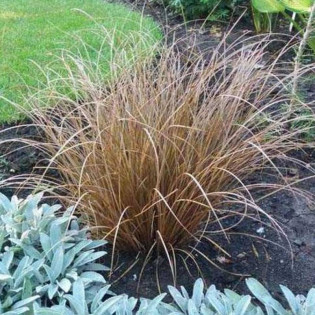 Turzyca włosowata Milk Chocolate Milchoc Carex comans