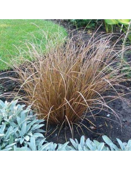 Turzyca włosowata Milk Chocolate Milchoc Carex comans