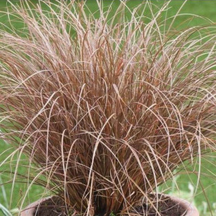 Turzyca włosowata Milk Chocolate Milchoc Carex comans 2