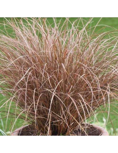 Milchoc Carex comans Turzyca włosowata Milk Chocolate