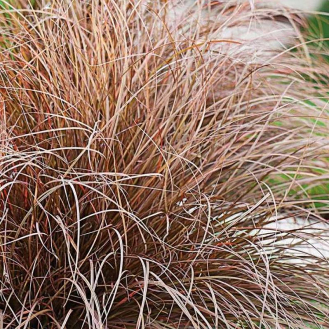 Milk Chocolate Milchoc Carex comans Turzyca włosowata